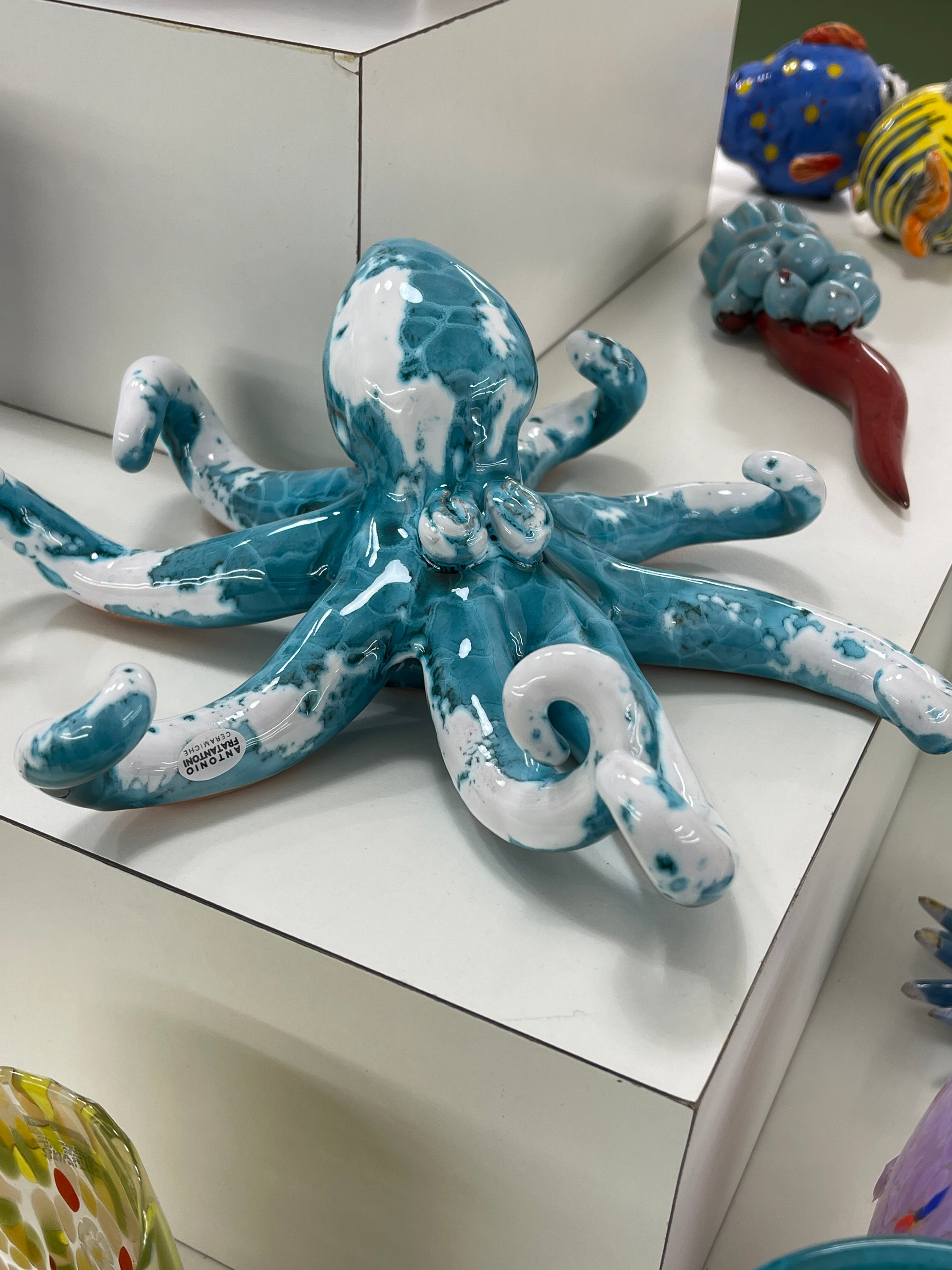 Polpo di San Domenico - Misura 2